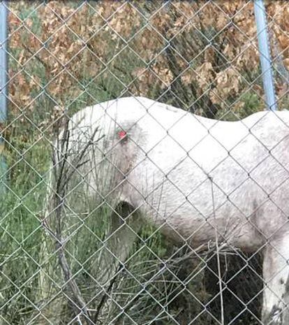 Un caballo herido y abandonado en Lugo.