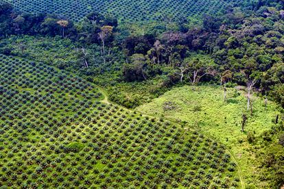 Vista área de una plantación industrial de aceite de palma de la compañía PHC en Ingende, en RDC. Un remanente de bosque tropical resiste entre los monocultivos.