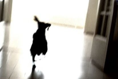 Un fotograma de 'Color perro que huye', de Andrés Duque.