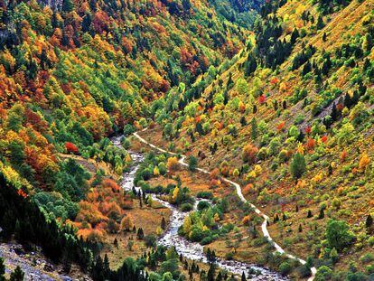 El hechizo del más espectacular valle del Pirineo compensa sus verticales paisajes con un fondo emboscado de otoño. En la compañía de las aguas del río Arazas y extendido por la media ladera de su gargantón, crece un denso bosque de hayas, robles, fresnos, sauces, arces, avellanos y serbales.