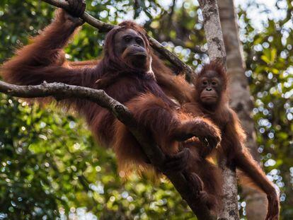 Las orangutanas cuidan a sus crías hasta los nueve años.