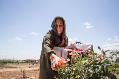 Ezîze, residente de Jinwar, recoge flores para hacer remedios caseros. Junto con otras mujeres, Ezîze dirige Şîfa Jin, un centro de sanación para vecinas de Jinwar y gente de los alrededores.