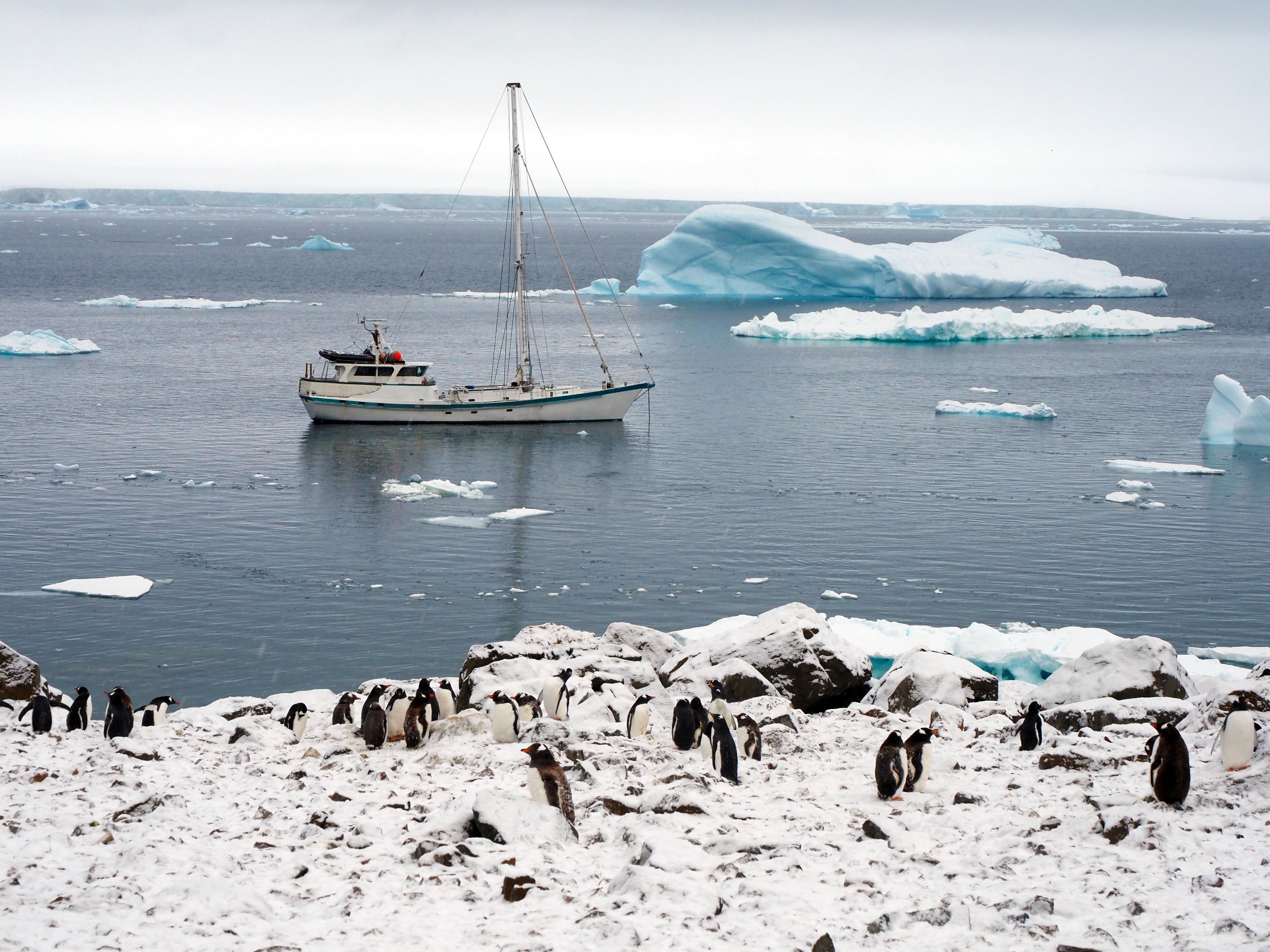 El velero 'Australis', frente a una de las pingüineras analizadas.