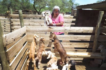 Miriam Reinoso junto a sus cabritos, en el poblado de Las Cortaderas.