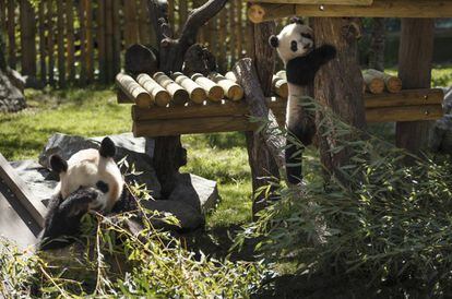 De izquierda a derecha, las osas Huai Zui Ba y Chulina, en el zoo de Madrid.