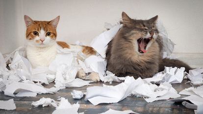 Dos gatos acostados en el suelo sobre restos de papel.