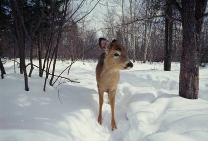 A white-tailed deer in Quebec, Canada.