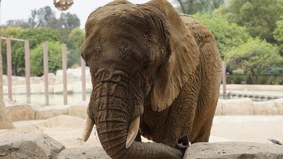 La elefanta Ely en el zoológico San Juan de Aragón, en Ciudad de México, el pasado 16 de mayo.