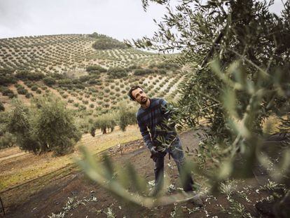Un agricultor varea de forma tradicional un olivo para recoger la aceituna.