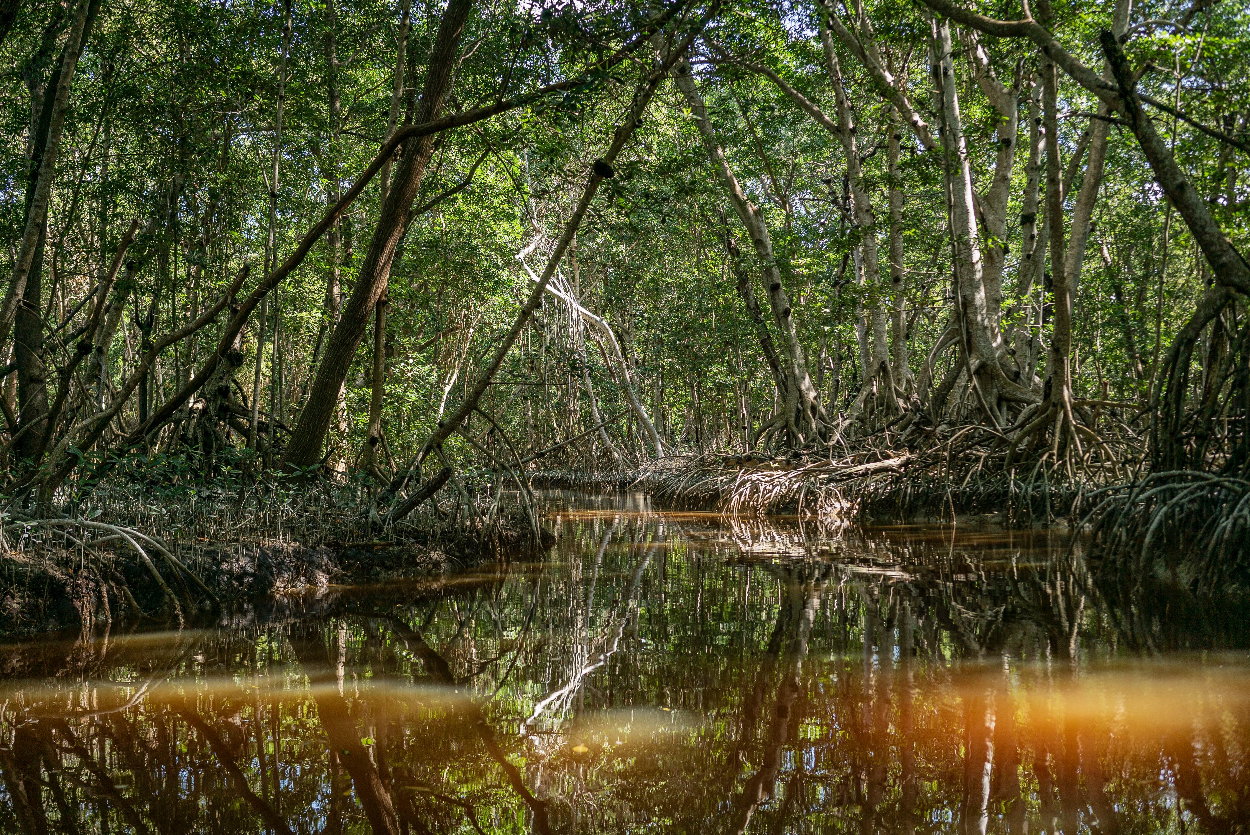 Entonces, la comunidad comenzó a hacer canales para que se mantuviera el flujo del agua de los manglares. En esas condiciones, los propios mangles se fueron reforestando de manera natural. Al esparcir el viento las semillas, estas encontraban un ambiente idóneo para reproducirse. 