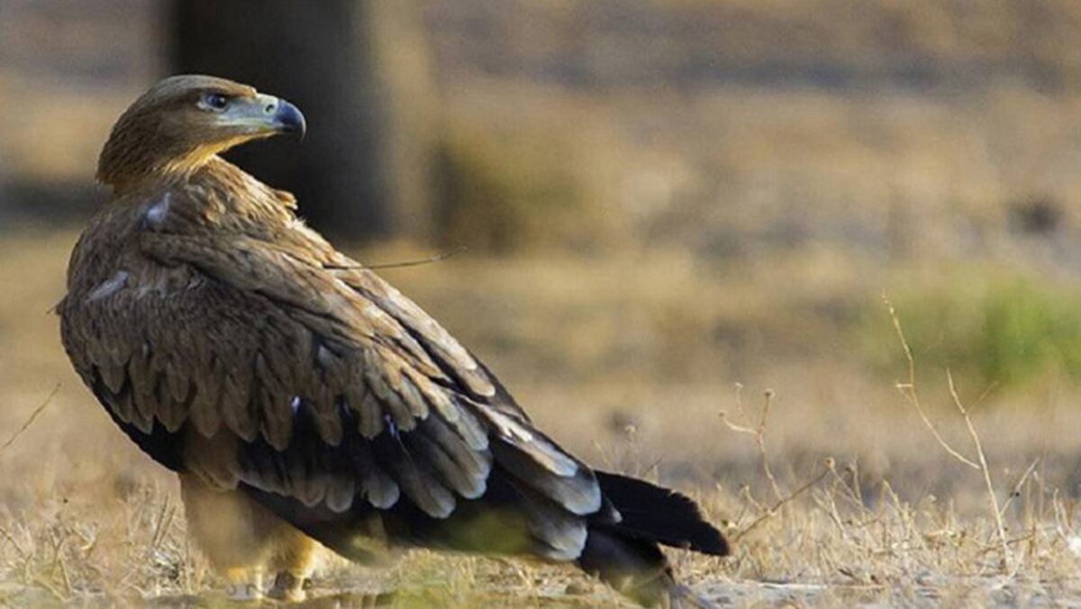 La población de águila imperial ibérica