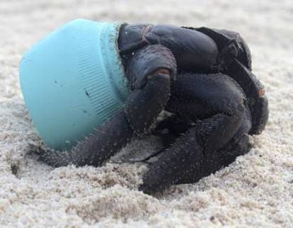 Un cangrejo utiliza un pedazo de plástico como refugio, en 2015.