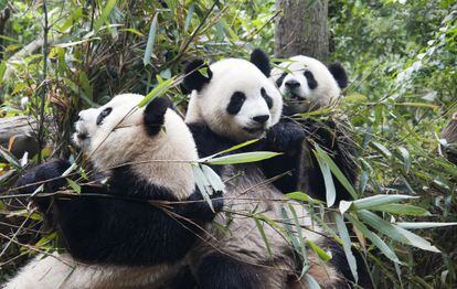 Aunque la dieta del panda se basa en un 99% en el bamb&uacute;, su aparato digestivo sigue siendo el de un carn&iacute;voro.