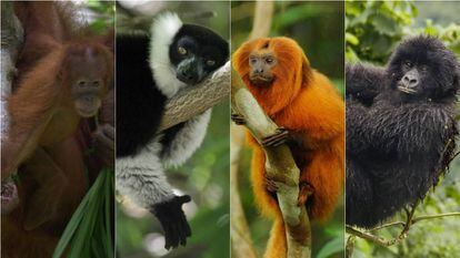 Un orangután de Sumatra, un lemur de Madagascar, un tití león dorado de Brasil y un gorila de las montañas congoleño.