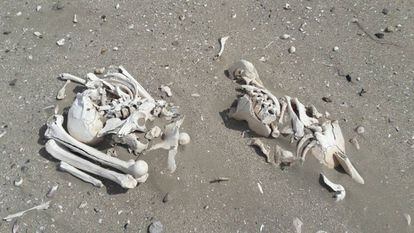 Los restos &oacute;seos hallados en la playa.