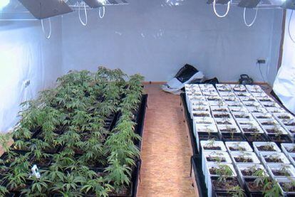 Los Mossos d'Esquadra decomisaron 200 plantas de marihuana en un local en Les Corts.
