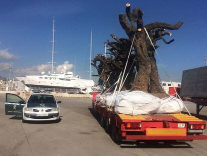 La Guardia Civil inmoviliza en el puerto de Palma olivos sospechosos de hospedar la bacteria 'Xylella fastidiosa', en enero de 2017.
