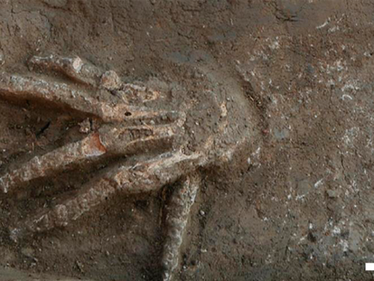 Una de las manos cortadas excavada en el yacimiento de Avaris, al norte de Egipto.