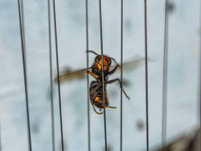 Guerra contra la avispa asiática, este domingo, en ‘El País Semanal’