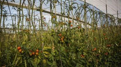 Cultivo de tomates en un invernadero en Almería.
