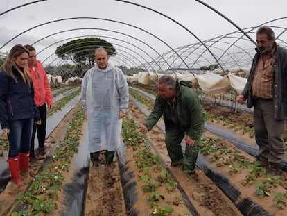 Candidatos del partido Ciudadanos a las elecciones andaluzas visitan un campo de fresas de Huelva.