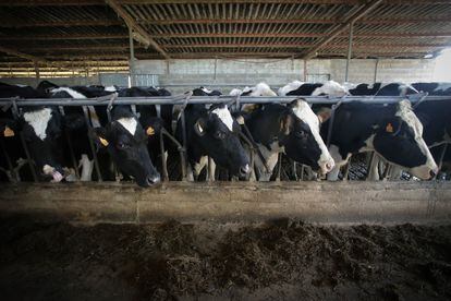 Varias vacas durante el ordeño en la ganadería Bértolos e Serranos, a 19 de febrero de 2023, en Macedo (Lugo).