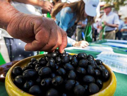 Productores de aceituna en una concentración en Sevilla