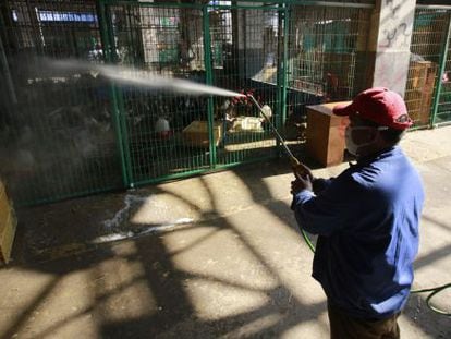 Un trabajador desinfecta una jaula con pollos en Shangh&aacute;i para intentar frenar la &uacute;ltima gripe.