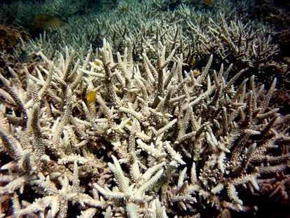 El cambio climático también puede desencadenar la ruptura de relaciones simbióticas, como pasa con el blanqueamiento de corales, que sucede cuando estos animales pierden a sus microalgas simbiontes.