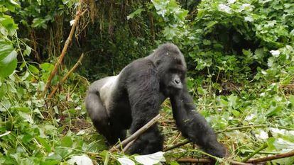 Últimos gorilas de montaña en Virunga