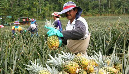 Un grupo de trabajadores recoge piñas en un cultivo en Costa Rica.