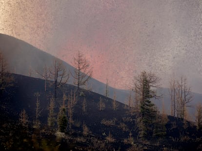 Un bosque arrasado por la lava del volcán de La Palma, en la zona de El Paso.