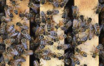 Imagen de archivo de una colmena de abejas. EFE/Archivo