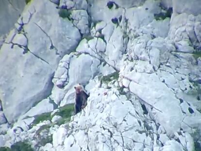 Dos osos se despeñan en una montaña de Palencia.