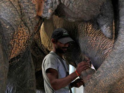 Un cuidador alimenta a un elefante el pasado viernes en el hospital para animales que la ONG Wildlife SOS ha abierto en Mathura (India).
