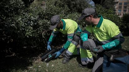 Dos operarios colocando veneno en plaza Catalunya de Barcelona