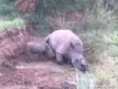 Una ONG sudafricana difunde el vídeo para concienciar contra la caza furtiva de estos animales