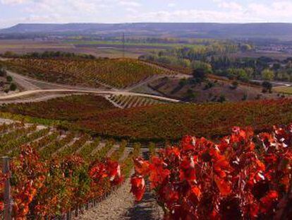 Viñedo de Quinta Sardonia.