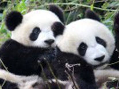 Los osos pandas tienen más éxito reproductivo cuando les permiten escoger pareja.