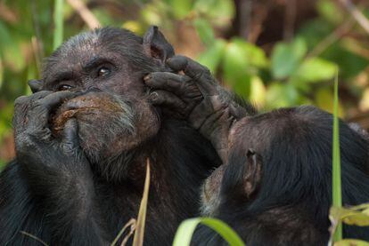 Dos chimpancés se proporcionan cuidados.