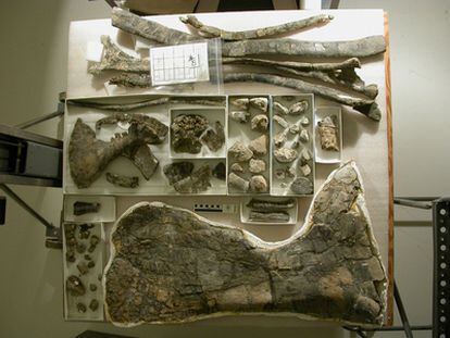 Huesos de los esqueletos de los dinosaurios  <i>Brontomerus mcintoshi</i> expuestos en el laboratorio.