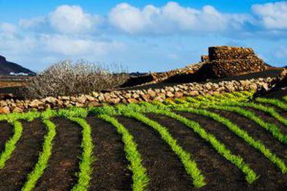 Cultivos entre los pueblos de Tenesar y Mancha Blanca, en la isla de Lanzarote.