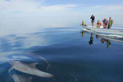 Turistas contemplando delfines en la península de Baja California (México).  