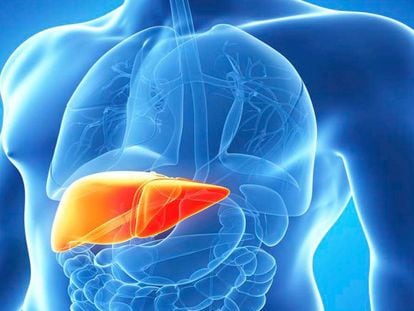 La hepatitis C afecta al hígado.