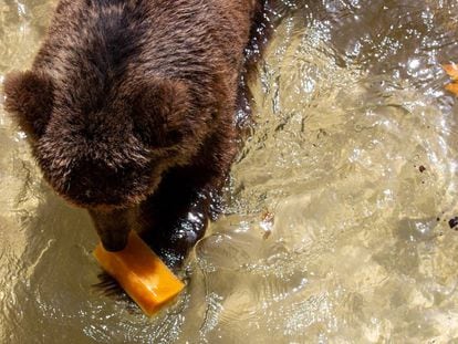 Un oso persigue su 'polo' en el agua, en el Zoo de Barcelona.
