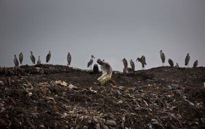 Un joven busca material reciclable rodeado de cigüeñas en un vertedero a las afueras de Gauhati (India).