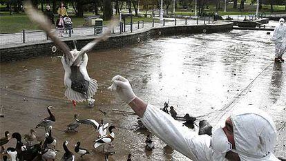 Un empleado del Ayuntamiento de Bilbao atrapa un pato en un parque la semana pasada.