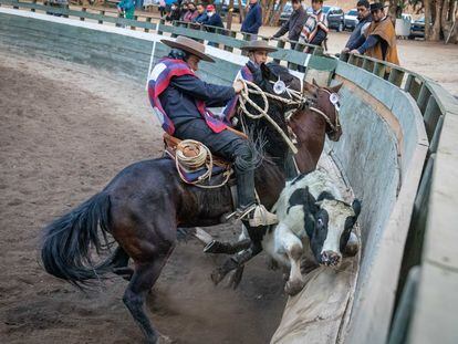 Dos jinetes embisten un novillo con sus caballos. El rodeo se reconoce como deporte en Chile desde 1962.