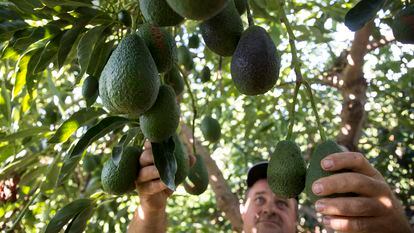 Cultivo de aguacates en Vélez, Málaga