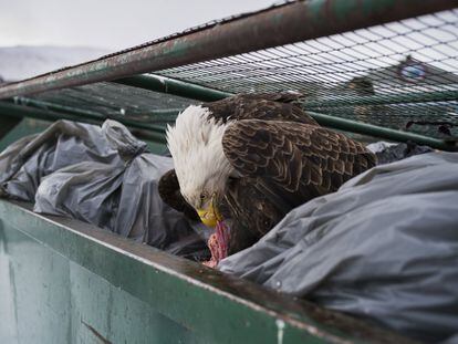 Imagen captada por el fotógrafo Corey Arnold, ganador del primer premio de la categoría 'Nature - Singles'. La foto muestra una águila calva mientras se deleita con restos de carne en los contenedores de basura de un supermercado en Dutch Harbor, Alaska, EE UU.